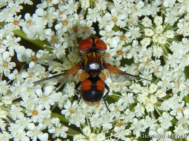 Ectophasia sp. (Tachinidae) femmina